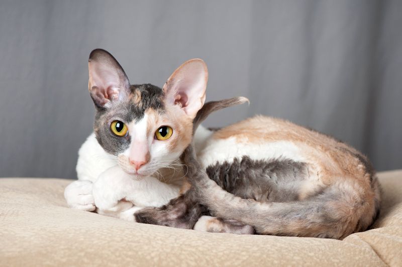 Tablet or Phone Games for Cats