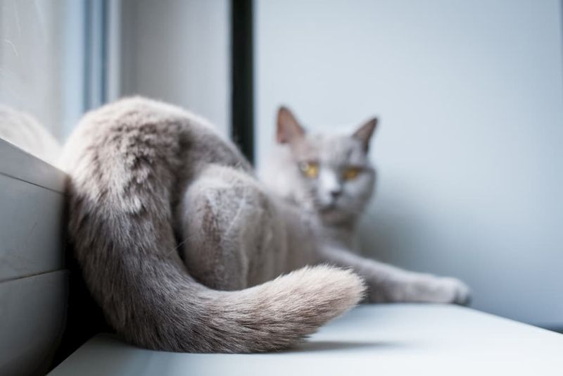 Tail Flicking During Petting Sessions
