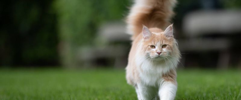 Tail Flicks of Disapproval