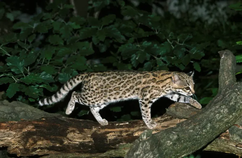 Tail Length (Proportionally)