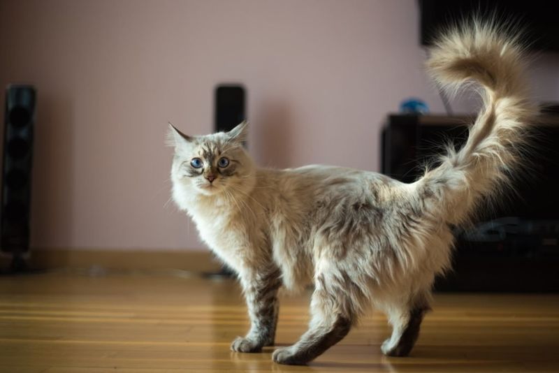 Tail Position and Posture