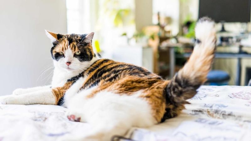 Tail Positions That Track Your Mood