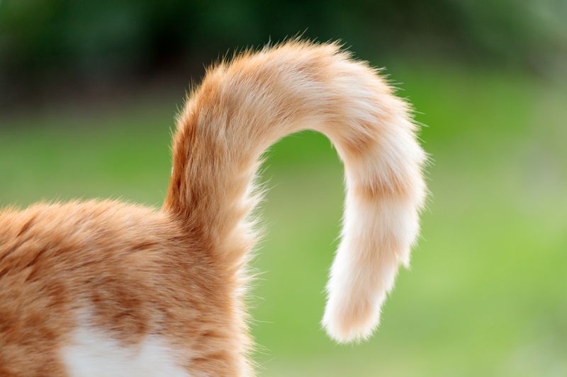 Tail Quivers