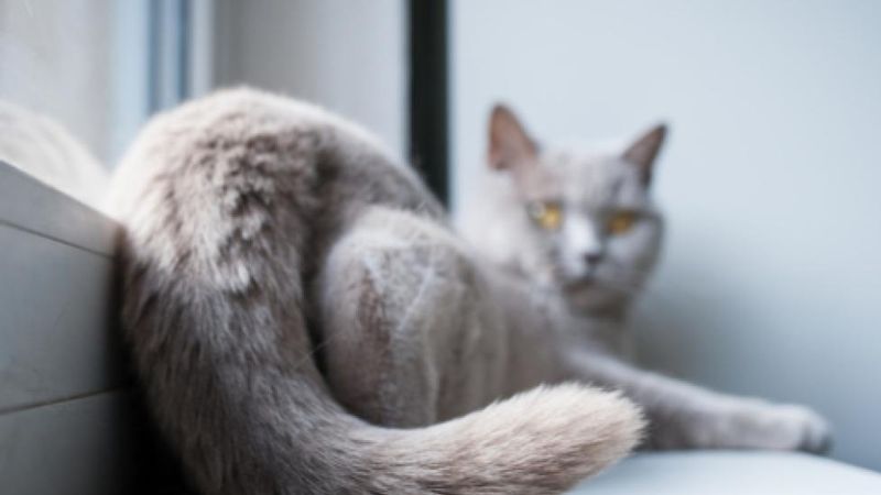 Tail Tip Injuries: Vulnerable End Points
