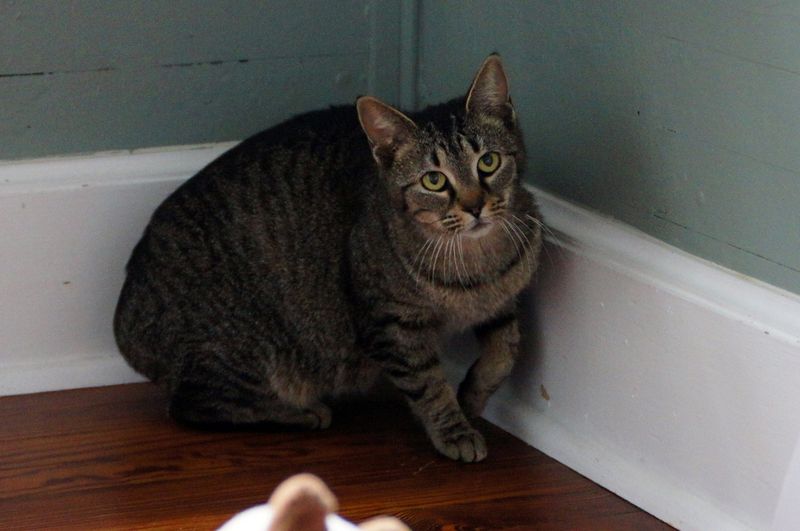 Tail Tucked Under Body