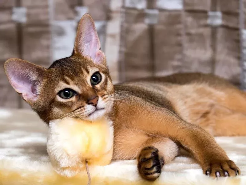 Talk to Current Cat Owners