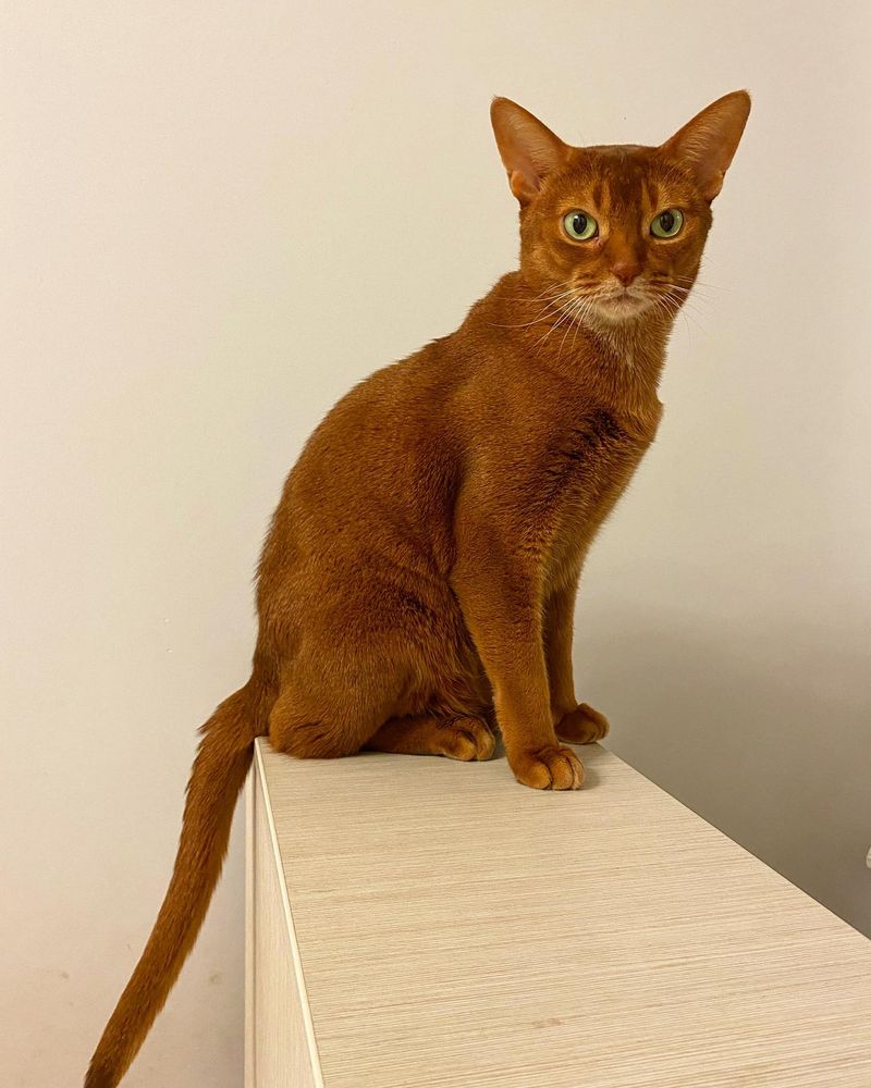 Tango for an Abyssinian
