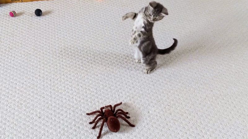 Tarantulas