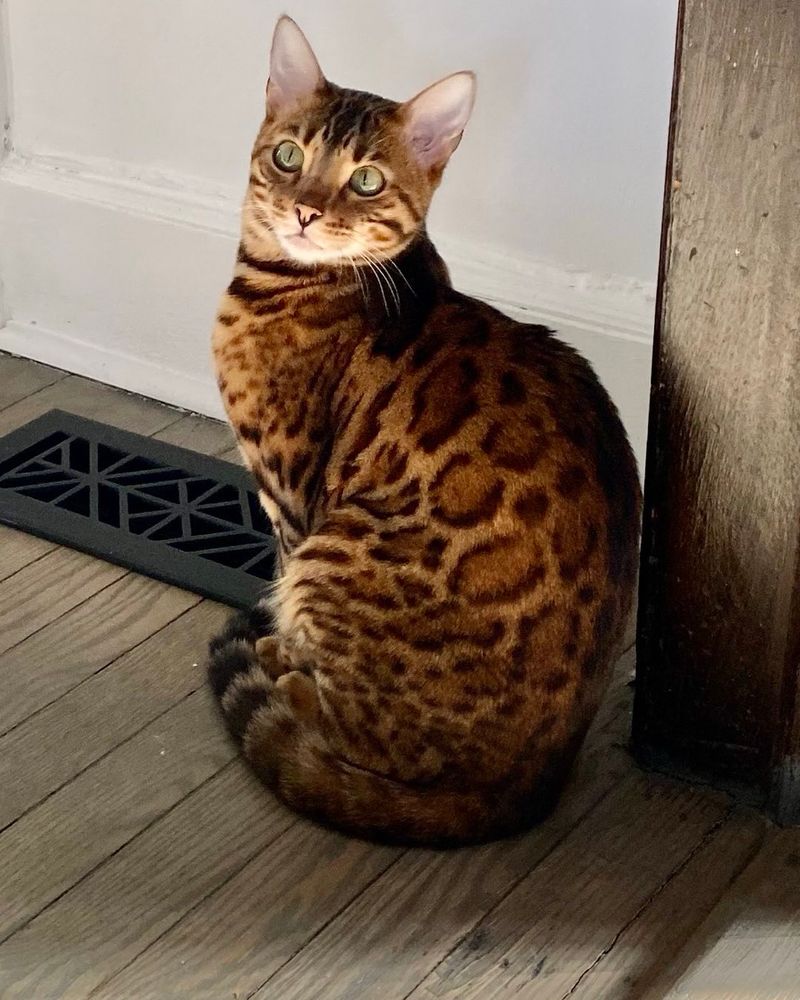 Tempest for a Bengal