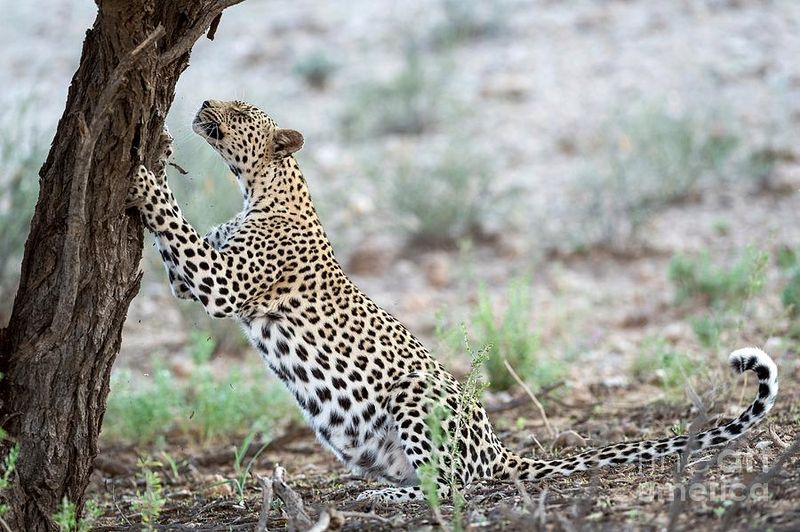 Territorial Behavior