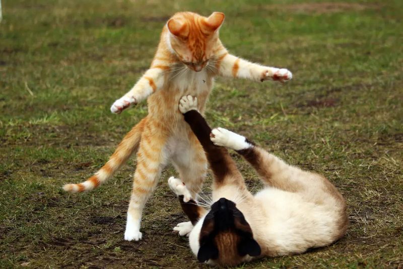 Territorial Fights