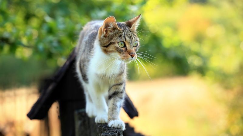 Territorial Patrols: Defending Their Kingdom