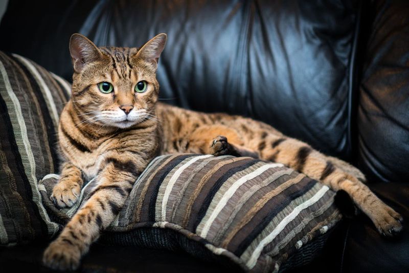 Territorial and Aggressive Tendencies