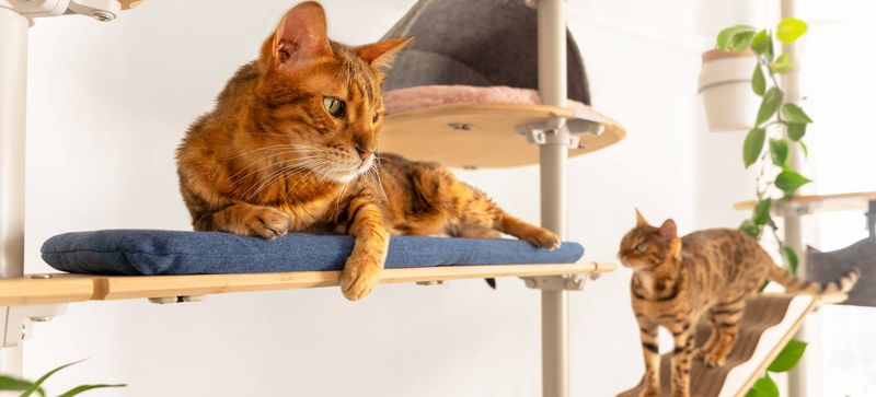Territory Establishment in Multi-Cat Homes