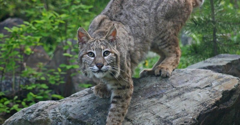 Texas' Growing Wildcat Problem