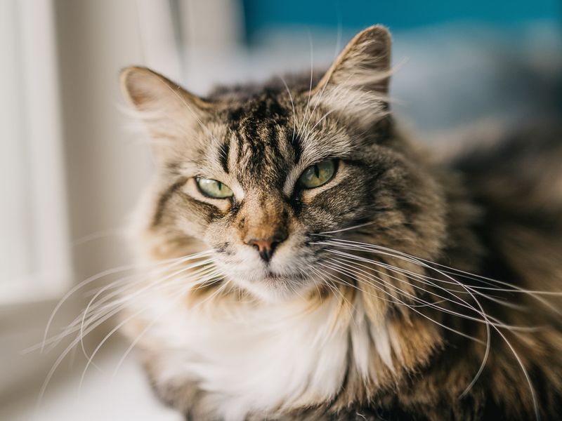 Texture Sensitivity Through Whiskers