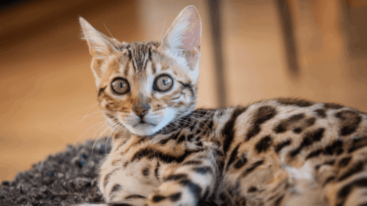 The 12 Most Loved Cat Breeds in Texas (According to Pet Owners!)