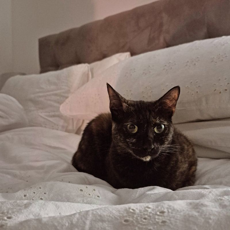 The 5 AM Alarm Clock