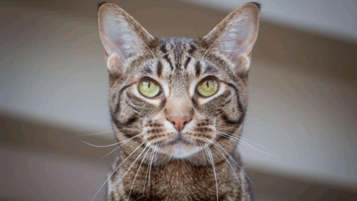 The 7 Fittest Cat Breeds in America (According to Experts)