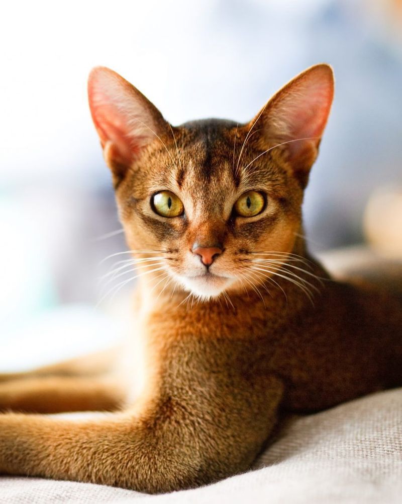 The Abyssinian: Ancient Elegance