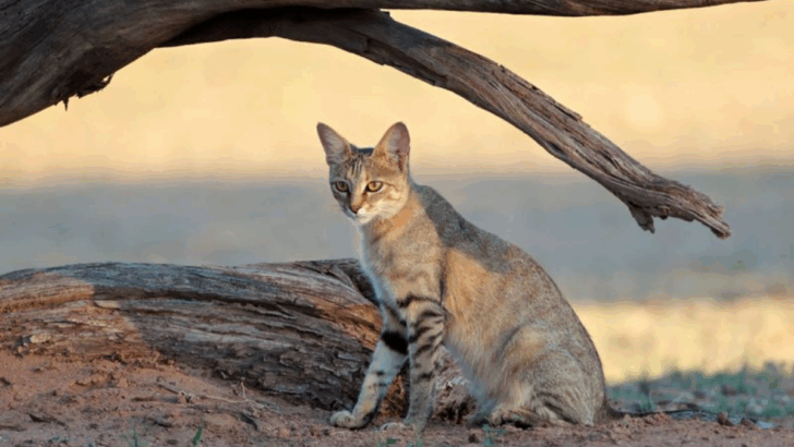 The African Wildcat: The Untamed Ancestor of Your House Cat