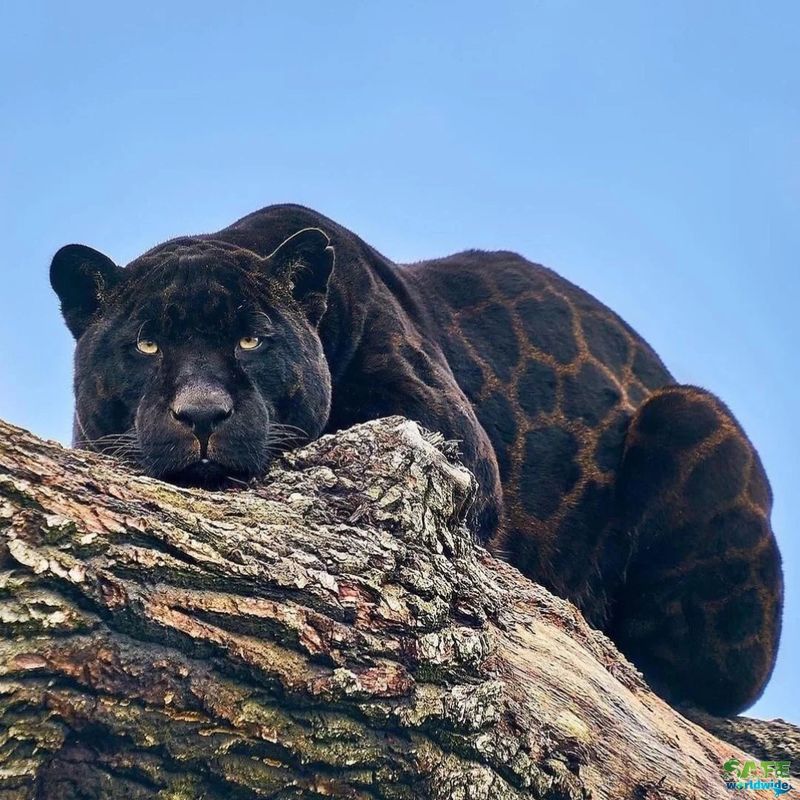 The Black Panther Connection