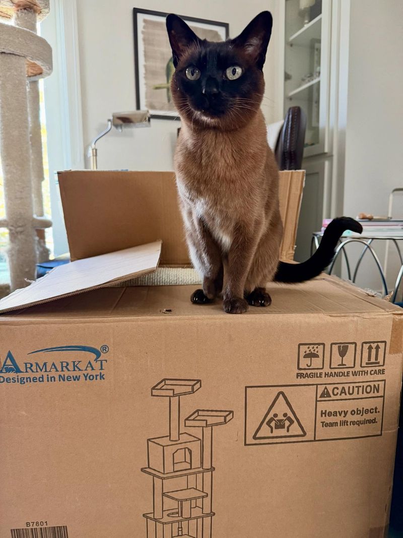 The Box Obsession