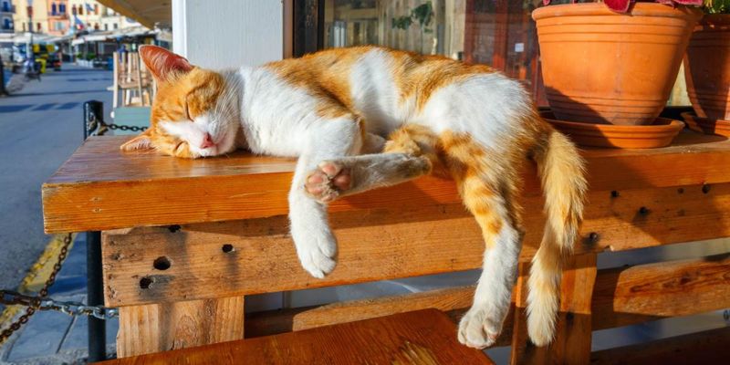 The Center Stage Lounger