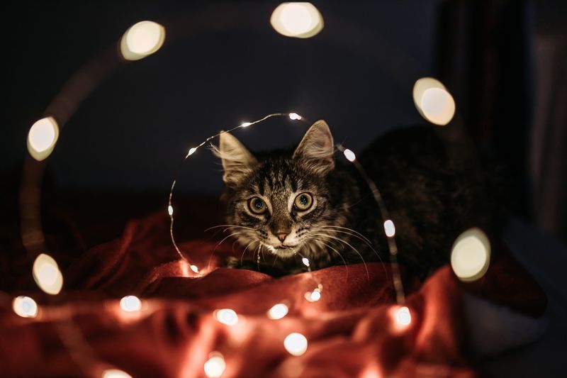 The Curious Explorer
