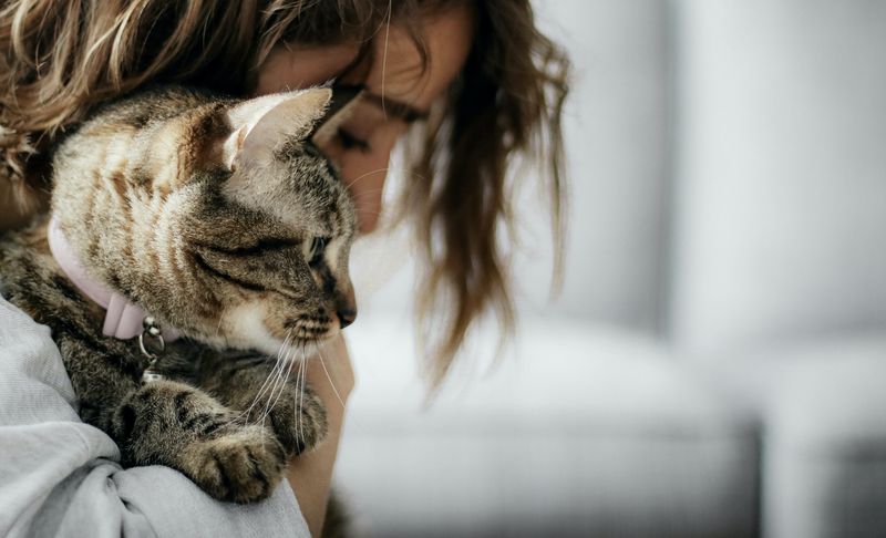 The Emotional Support Response