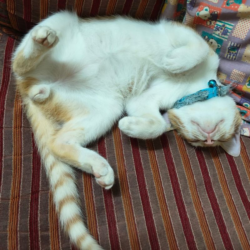 The Exposed Belly Display
