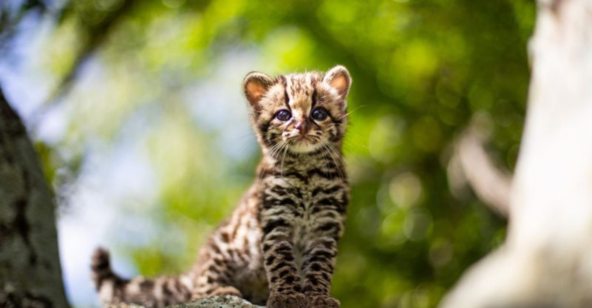 The Feline With Monkey-Like Agility Meet the Stunning, Tree-Hopping Margay Cat