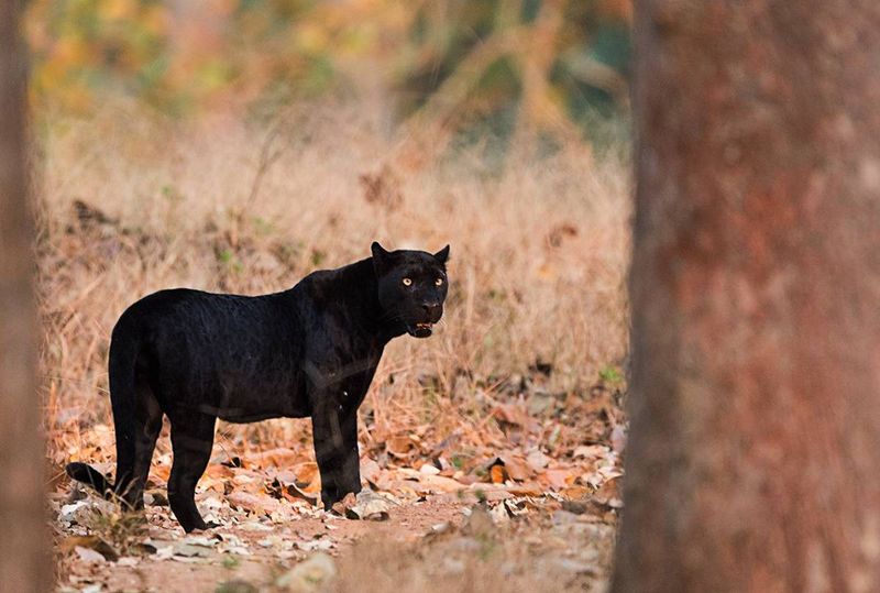 The Florida Panther: America's Only True Panther