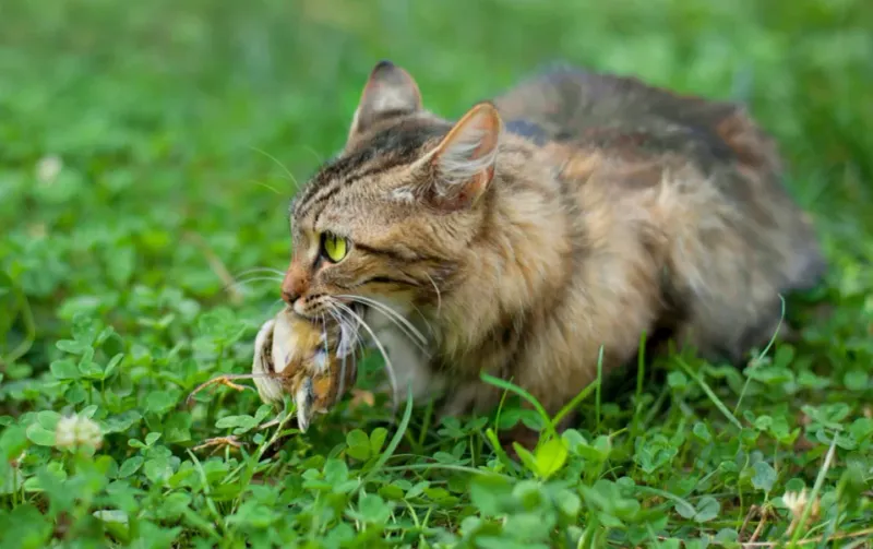 The Gift of Dead Things