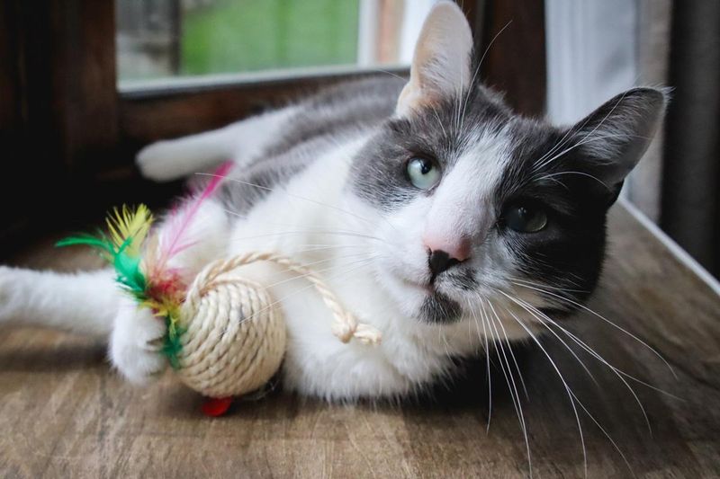 The Gifting Meow