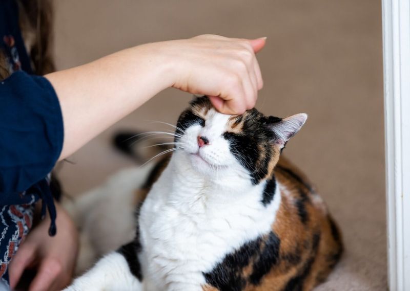 The Head-Bonking Greeting