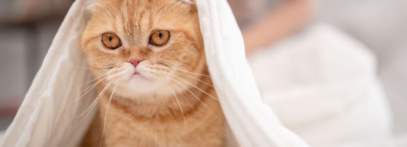 The Helicopter Pet Parent
