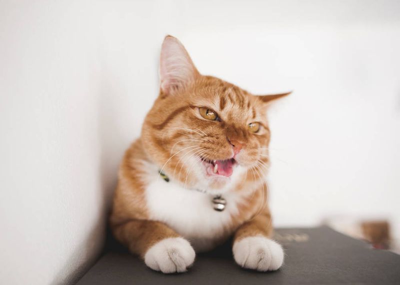 The Immediate Post-Pet Exit