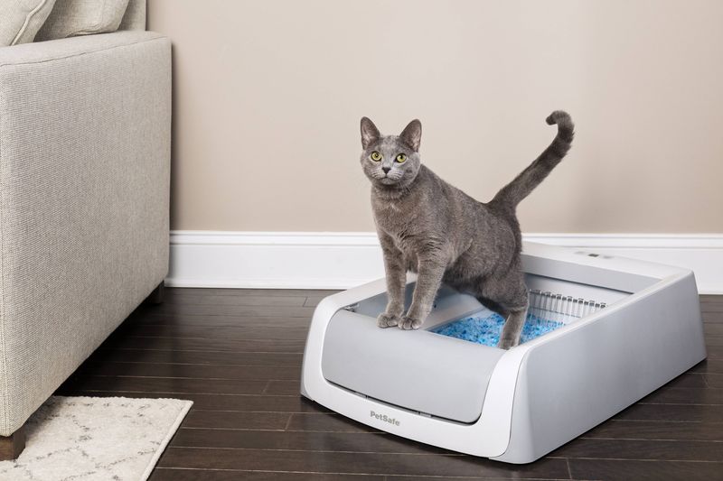 The Litter Box Lottery