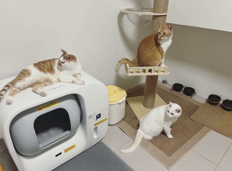 The Litter Box Situation Gets Complicated