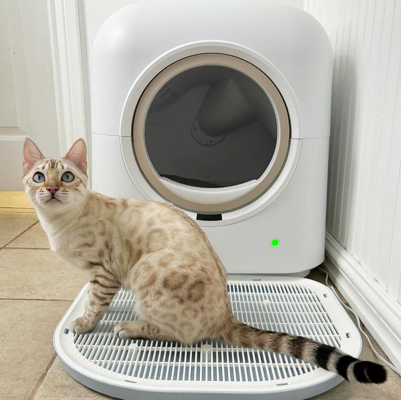 The Litterbox Victory Lap