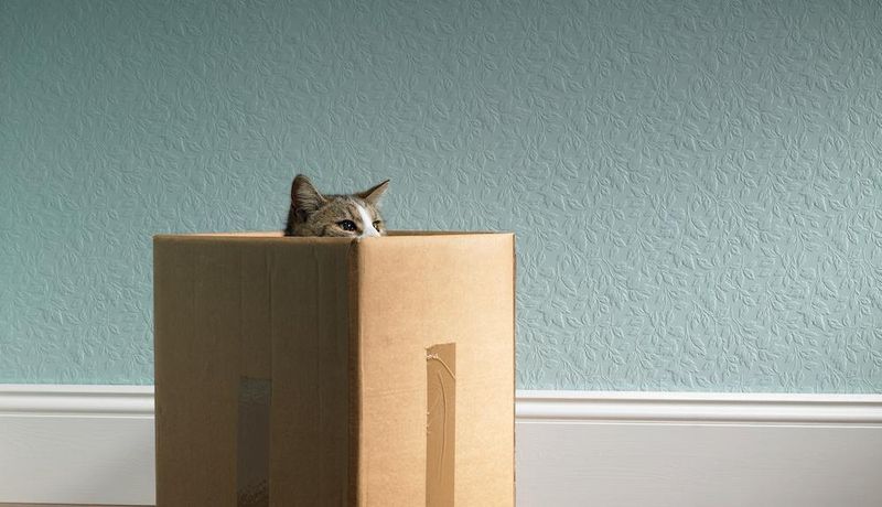 The Love of Boxes