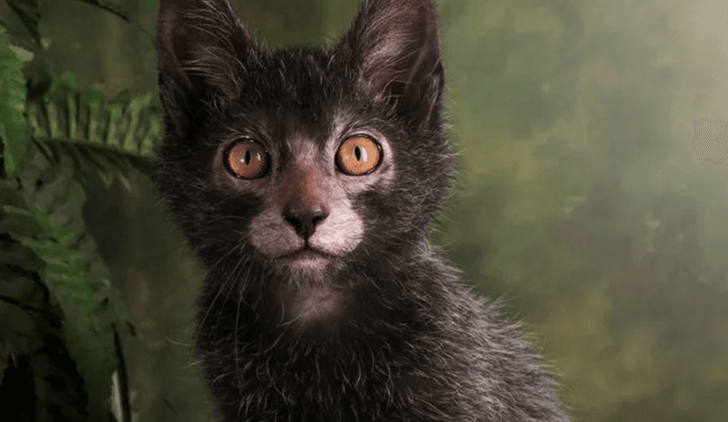 The Lykoi: The Mysterious Allure