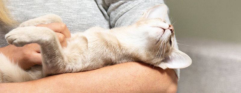 The Magical Healing Purr