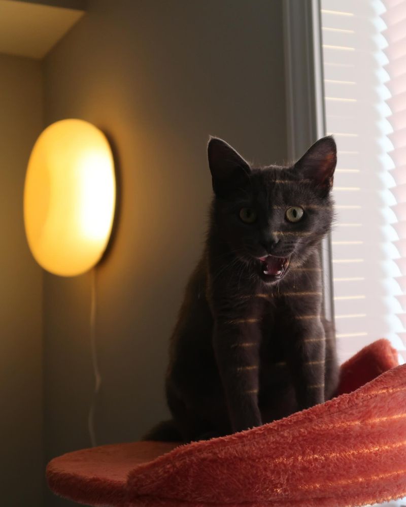 The Midnight Zoomies