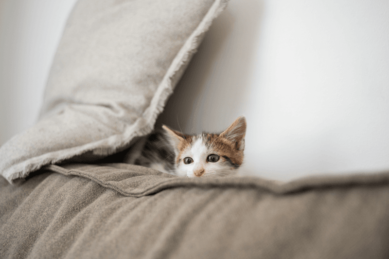The Morning Wake-Up Call
