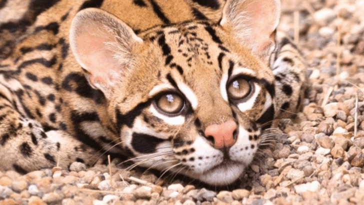 The Most Photographed Wild Cats in the U.S.—And Where to See Them
