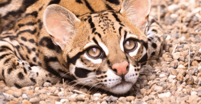 The Most Photographed Wild Cats in the U.S.—And Where to See Them