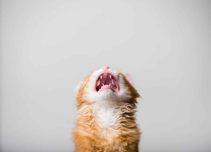 The Mournful Meow Marathon