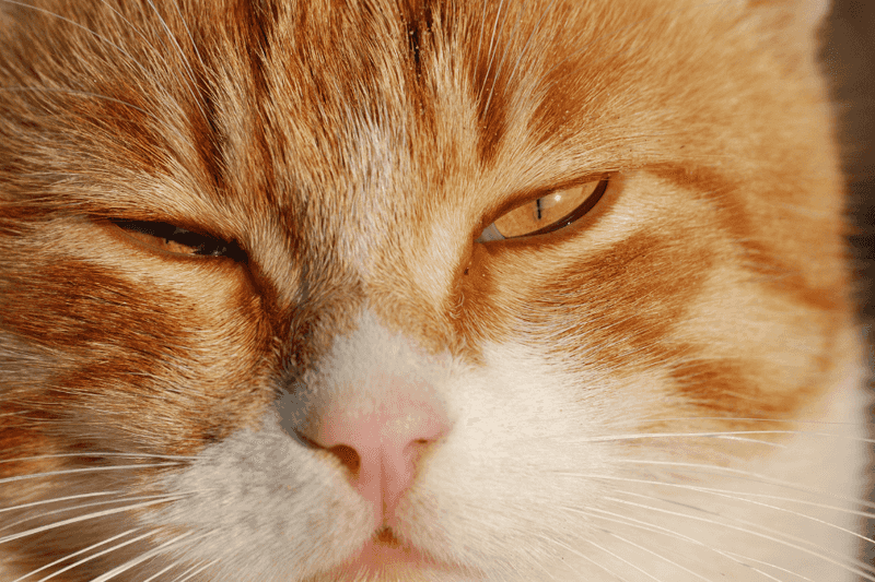 The Mysterious Slow Blink
